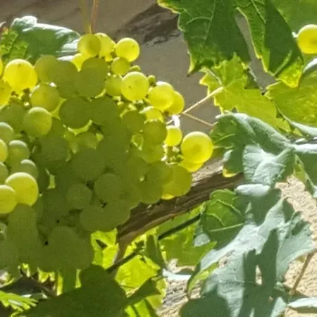 Vendégház L'amphitryon Coudray