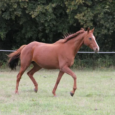 L'amphitryon 3* Coudray (Mayenne)