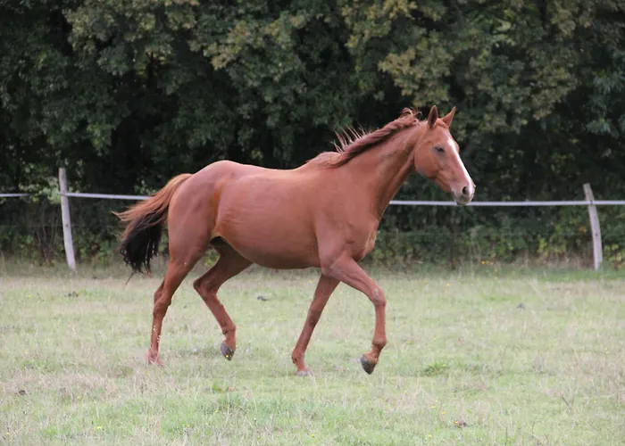 L'amphitryon 3* Coudray (Mayenne)